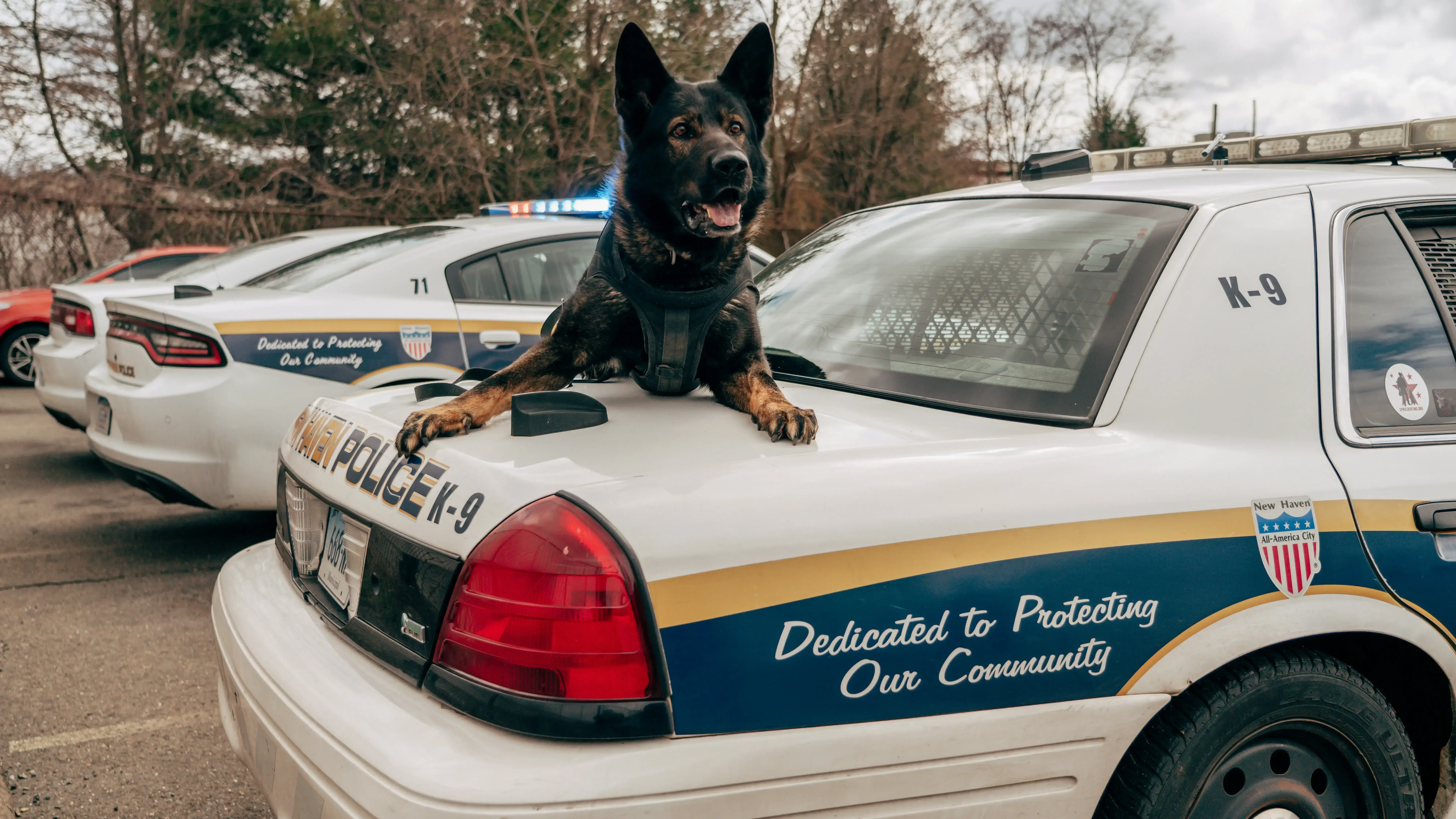 The Nose Knows: How K-9 Units Revolutionize Law Enforcement