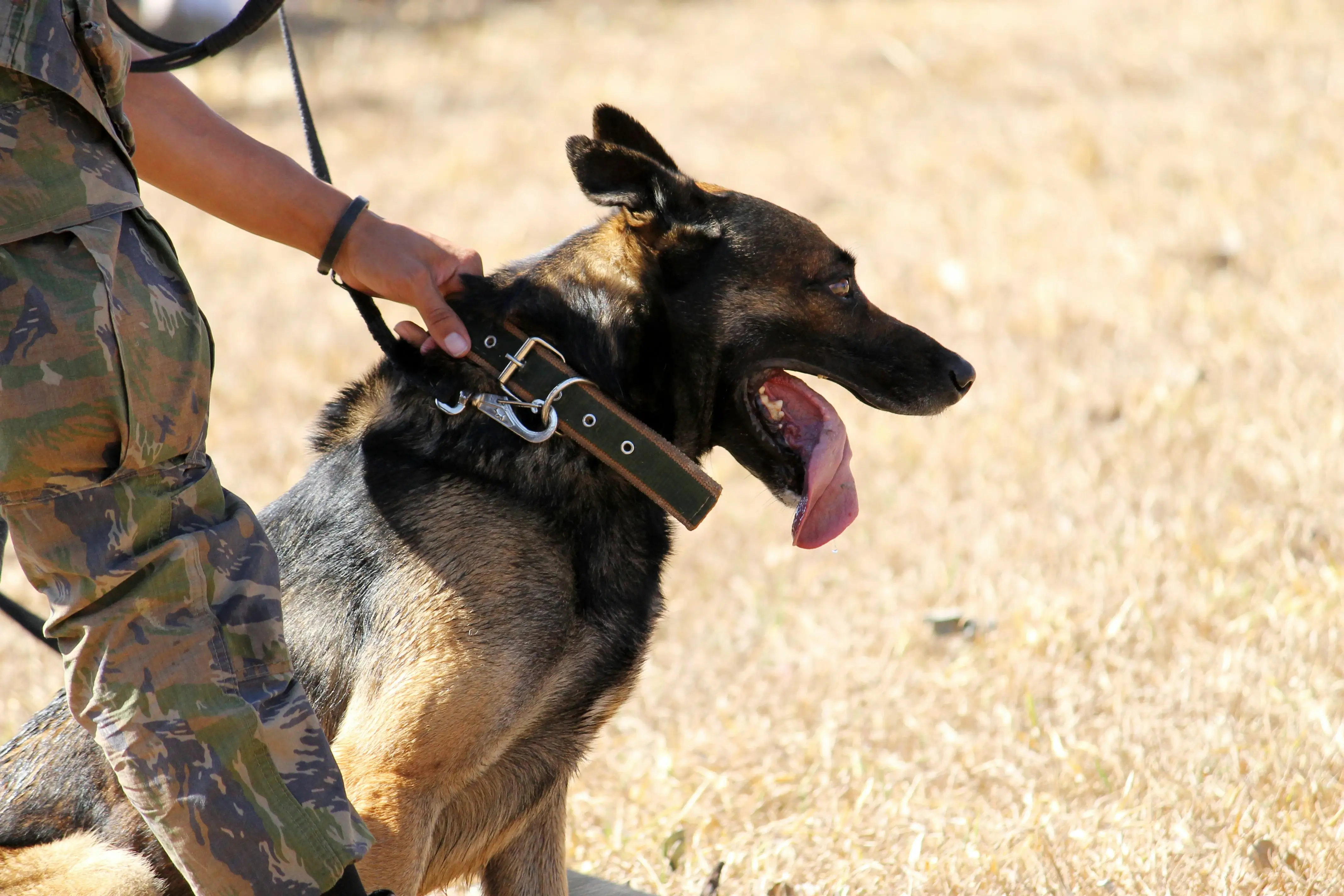 A K-9 team on patrol – a police dog (in this case, a Labrador Retriever) conducts a scent search while accompanied by its handlers