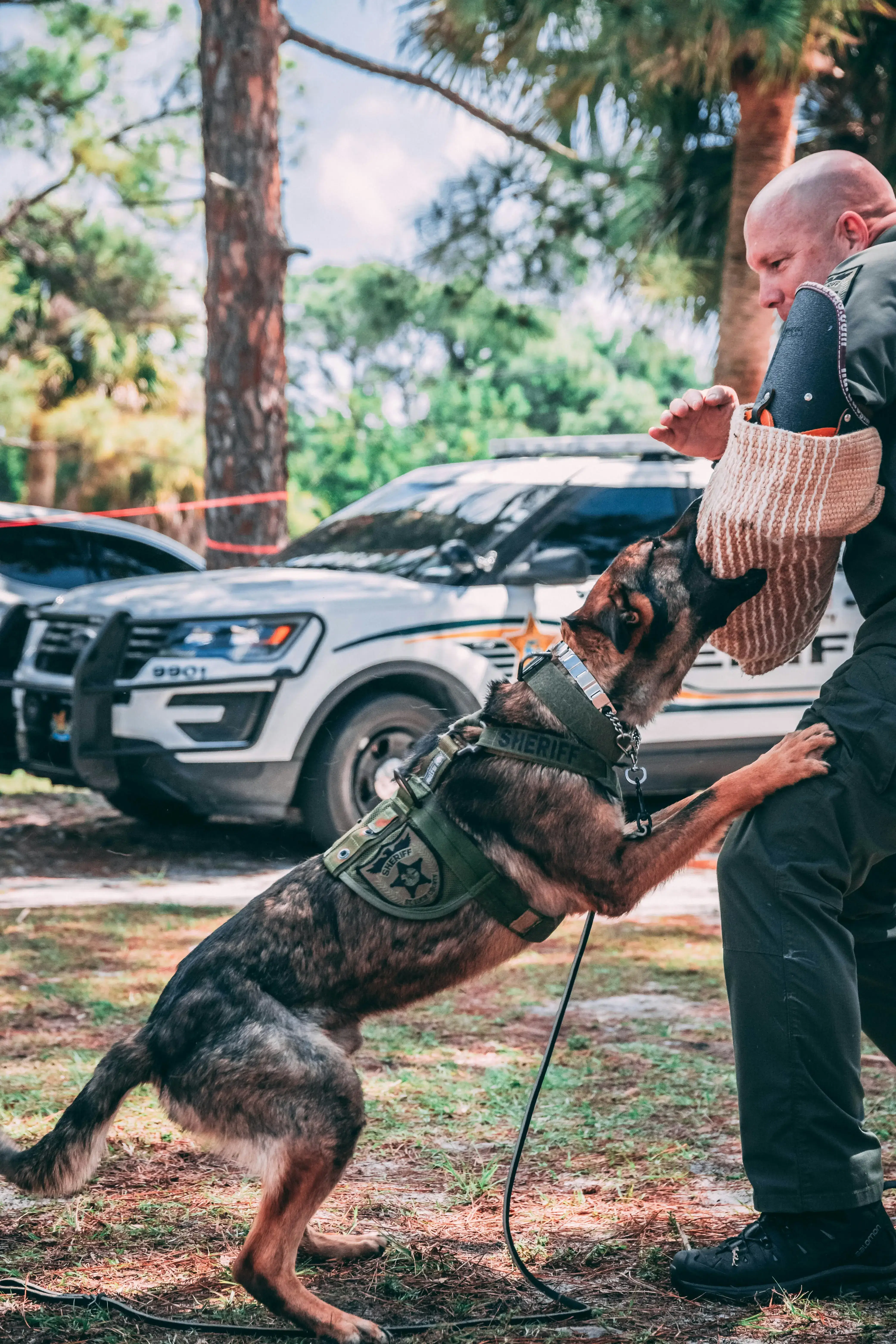 K-9 handler training with police dog during apprehension exercise